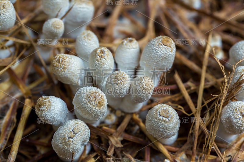 新鲜的白蚁蘑菇从绿色森林的土壤中生长。白蚁山蘑菇(小)。类:同担子菌。烹饪用鲜白蚁蘑菇。白蚁蘑菇生长