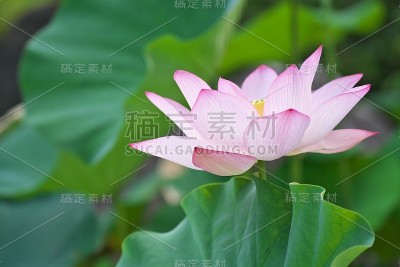 内伦博核子
