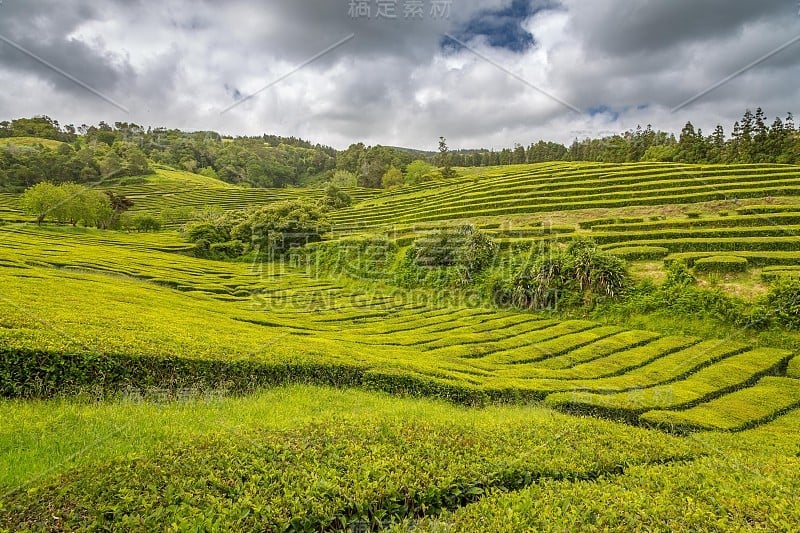 亚速尔群岛的茶叶种植