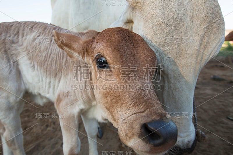 小腿和牛