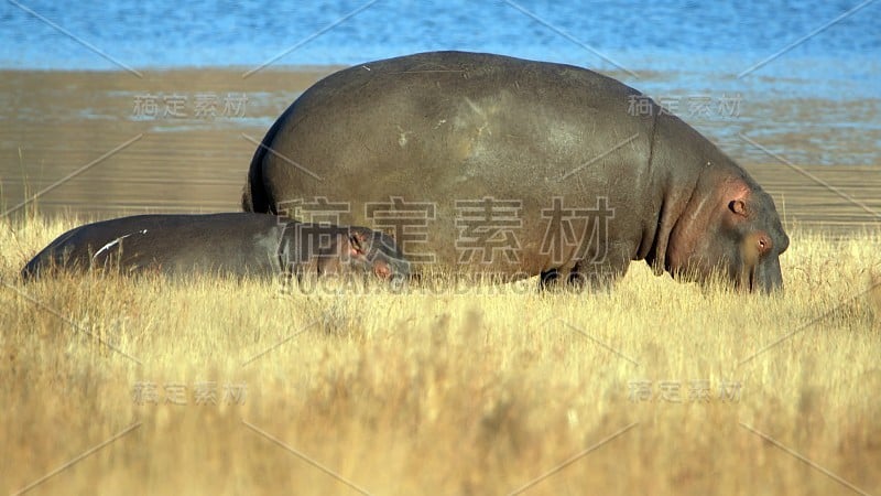 河马妈妈和宝宝