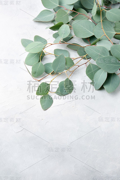 浅灰色背景上的新鲜桉树的树枝。顶部视图与复制空间。