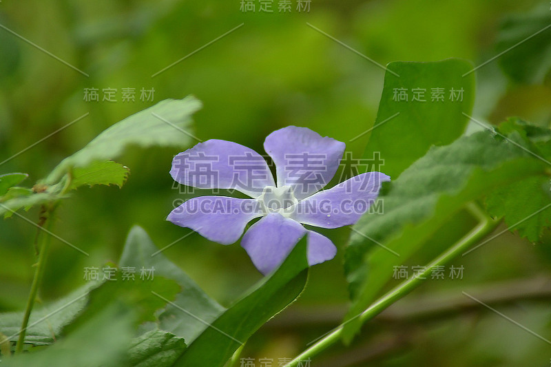 长春花主要L。