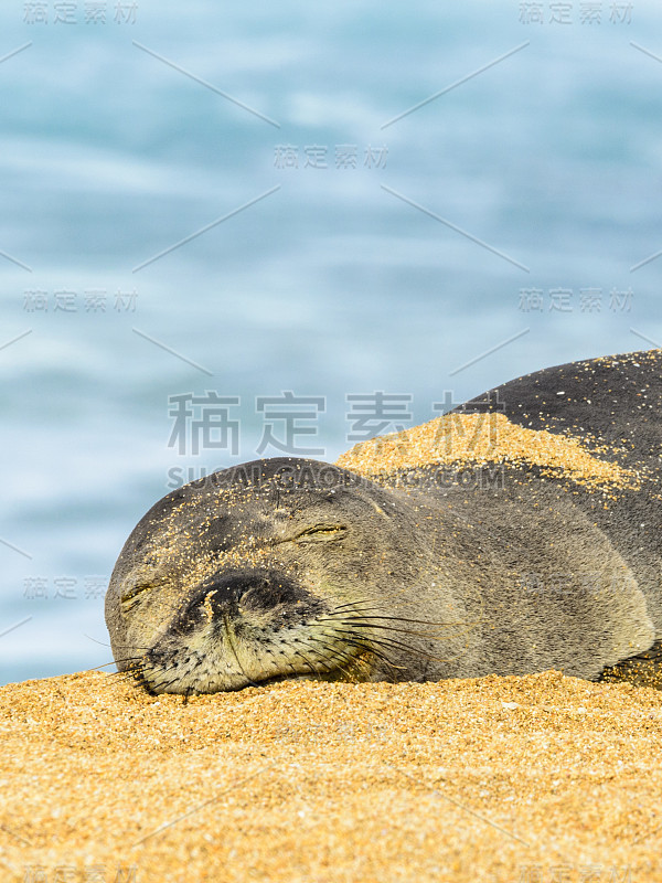 夏威夷僧海豹