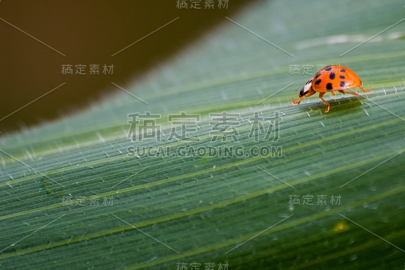 玉米叶上的瓢虫