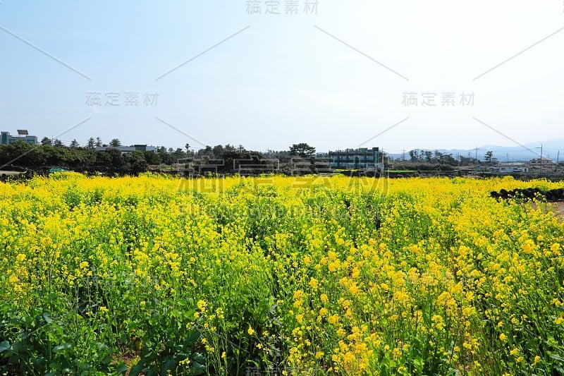 油菜花，田园，春天，山水，农作，田野，