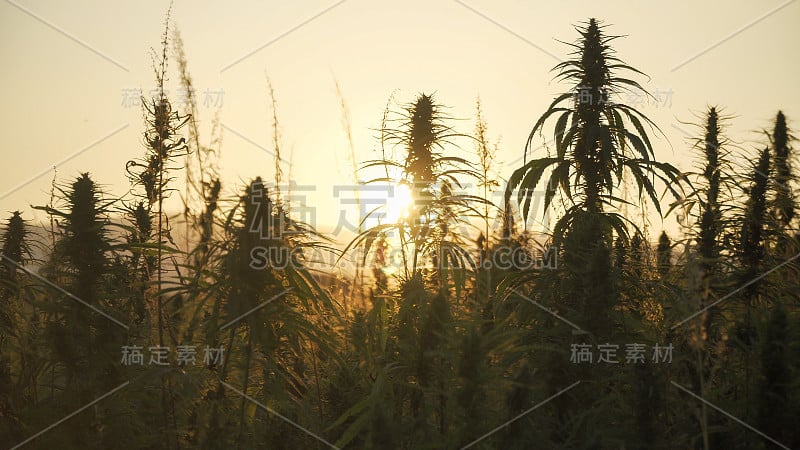 在户外大麻农场种植大麻