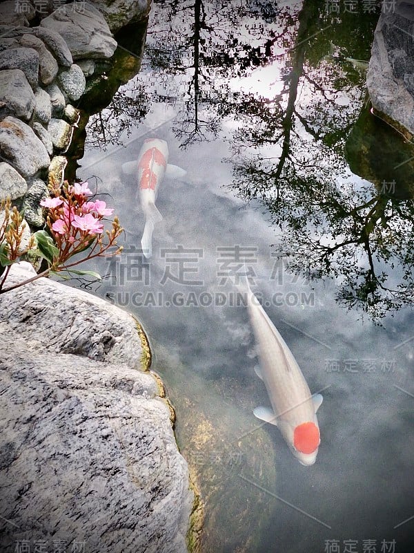 幸运锦鲤鱼日本花园