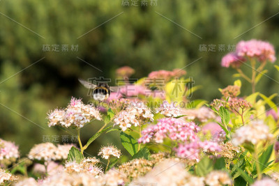 大黄蜂在花