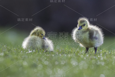 加拿大鹅宝宝