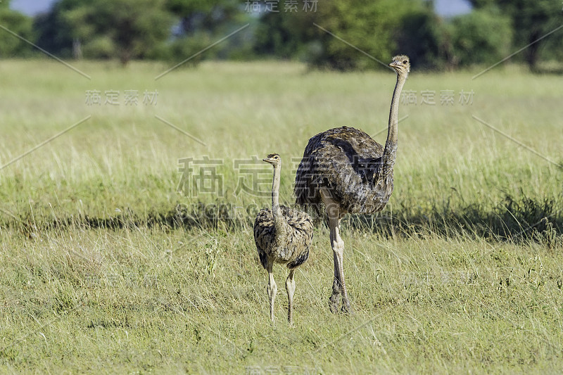 普通鸵鸟(Struthio camelus)，或简单的鸵鸟，是一种大型的不会飞的鸟类，原产于非洲。坦