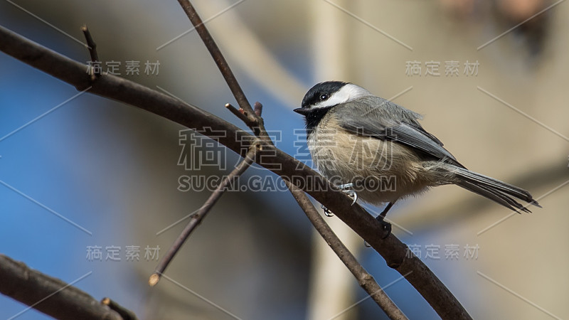 维吉尼亚山雀在树枝上