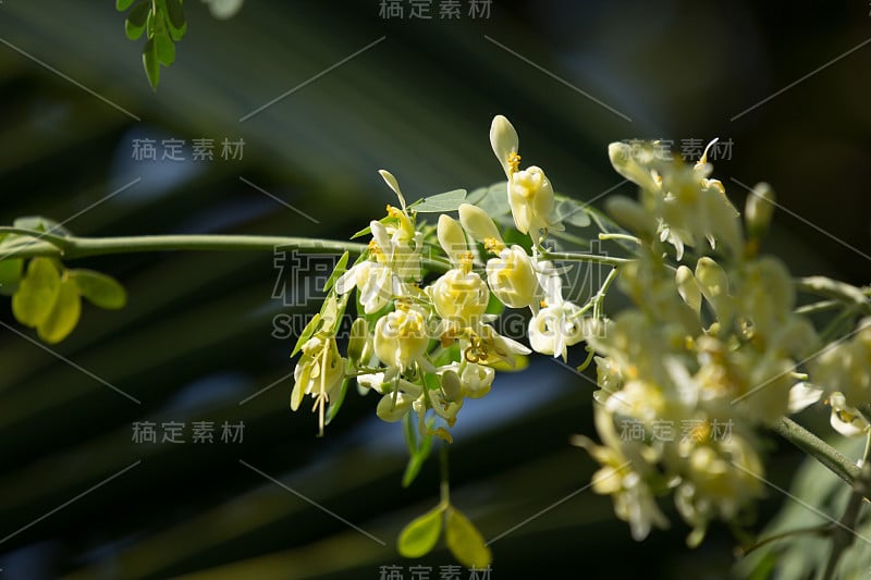 白花马萝卜树