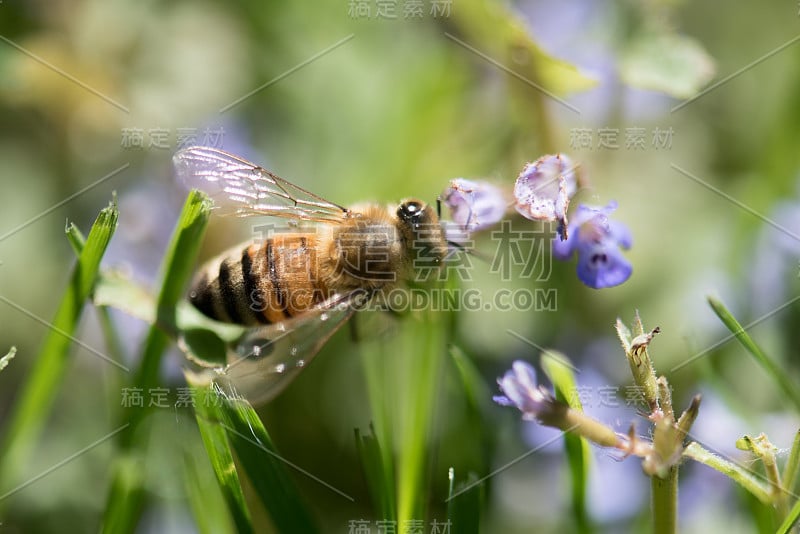 蜜蜂采食