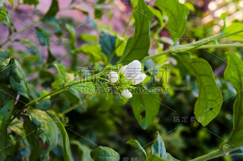 阿拉伯茉莉花，茉莉花茶花