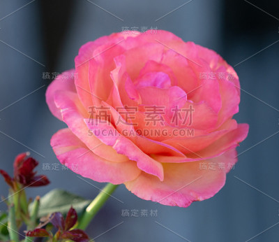 玫瑰