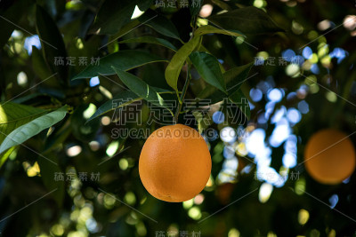 西西里农场的橙子