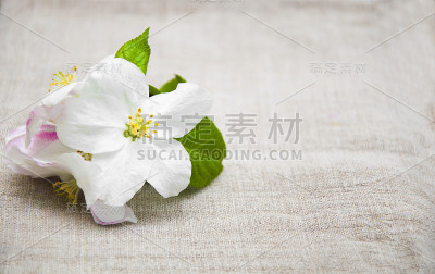 苹果花
