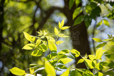 树上的绿叶