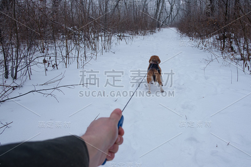 主人的手和用皮带拴着的小猎犬