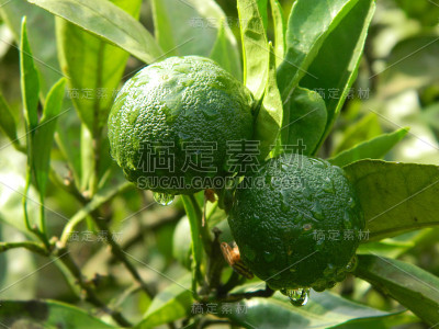 蜜桔-未成熟