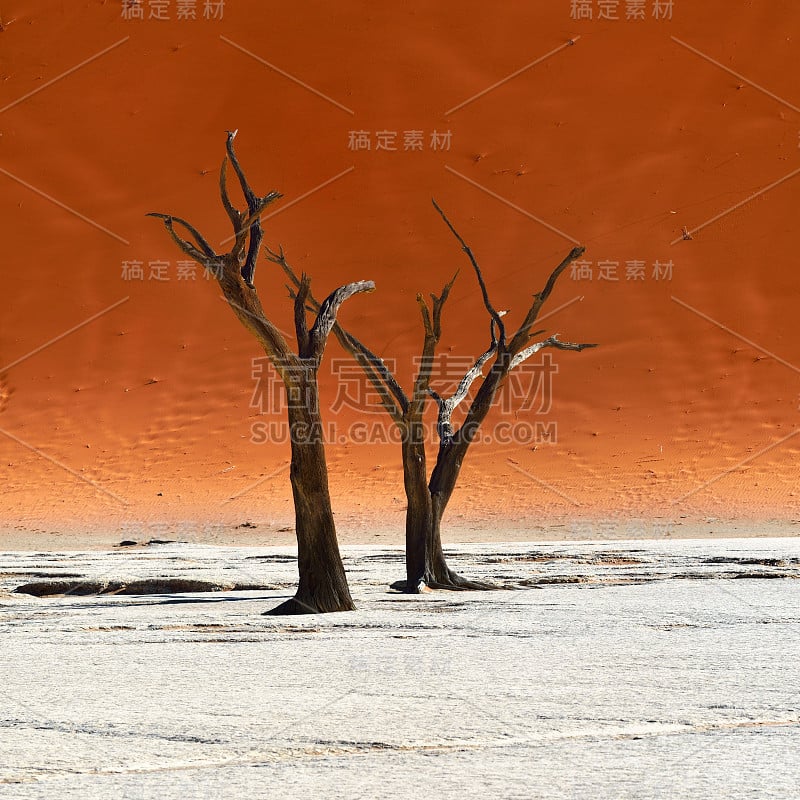 Deadvlei, Sossusvlei。纳米比亚