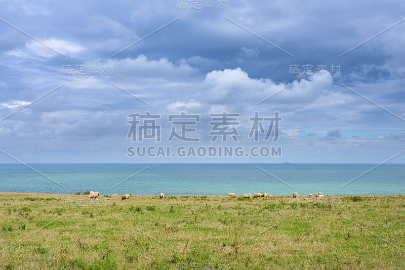 多佛海峡(加来海峡)与羊在田野上吃草