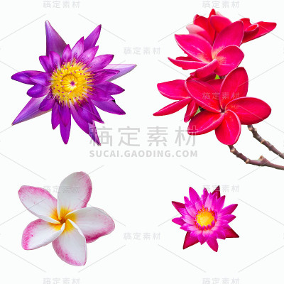 睡莲集孤立在白色