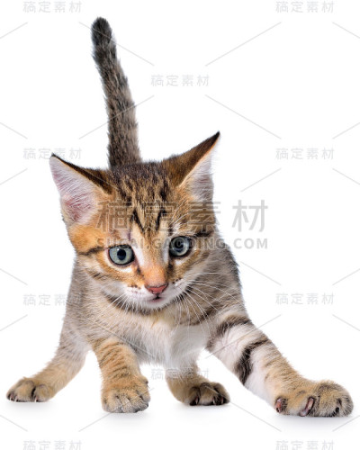 短毛斑纹小猫好玩