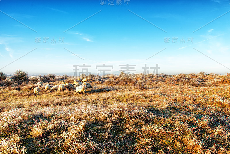 自然背景，荷兰沿海地区与苏格兰黑脸羊