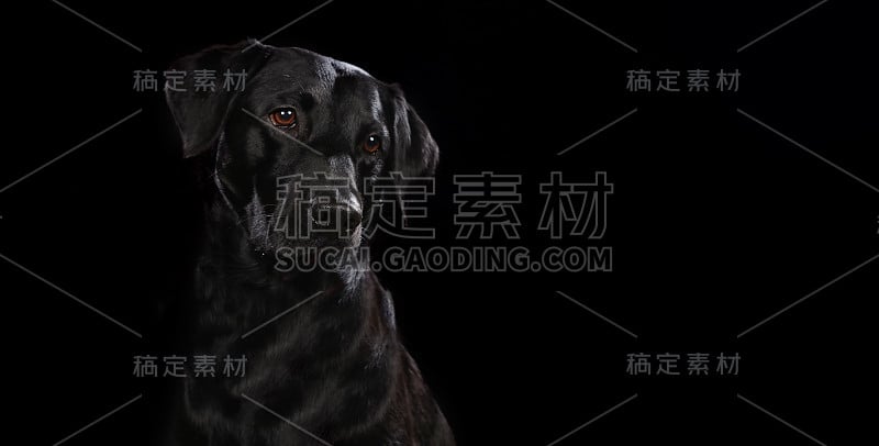 黑色的拉布拉多犬放在一块木板上，后面是黑色的背景