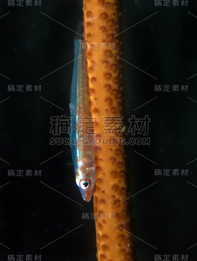 鞭状虾虎鱼
