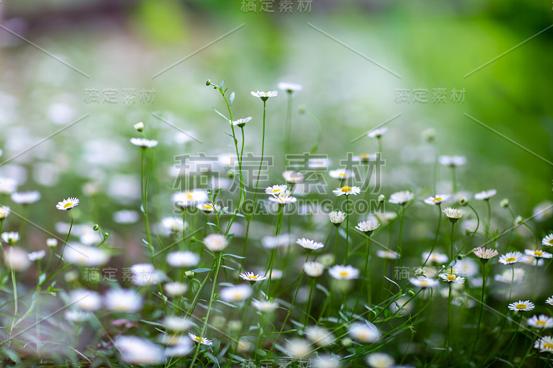 巷子里鲜花盛开