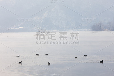 白霜，白骨鸡，松阳江