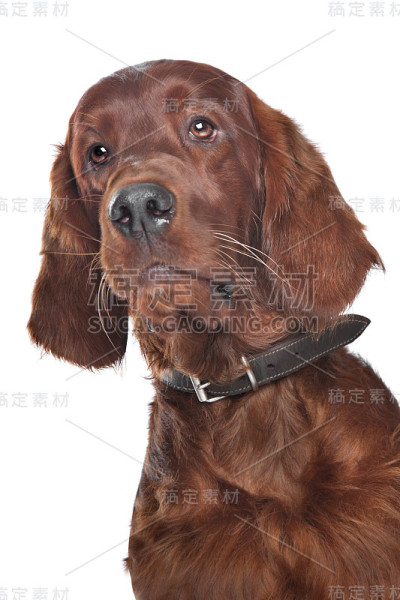 爱尔兰设置器
