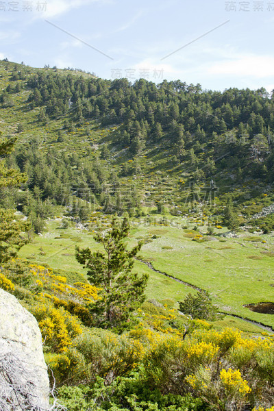 美丽的夏季景观，草原和森林