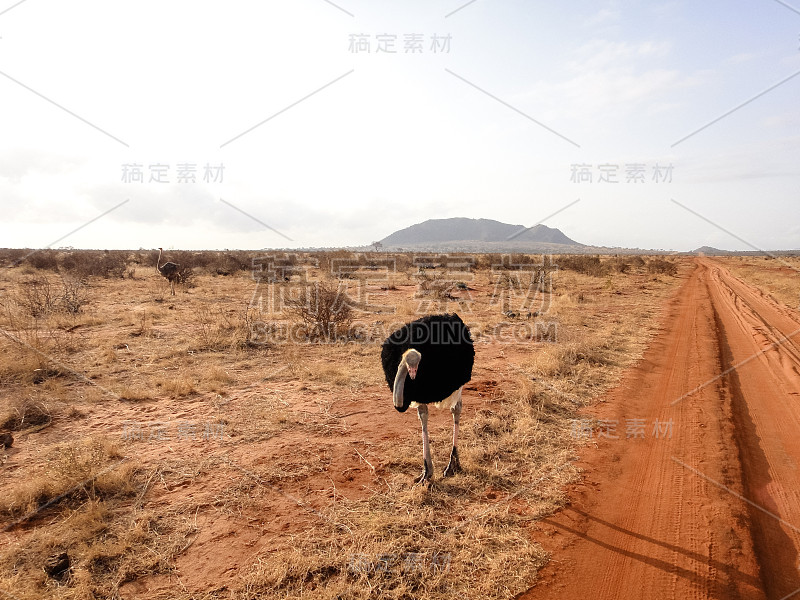 鸵鸟。非洲稀树草原景观。肯尼亚的野生自然。非洲东部