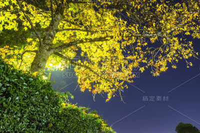 树木的背景