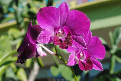 紫粉兰花花，近处
