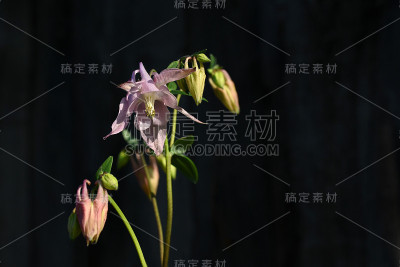 水仙花或欧洲耧斗菜的花，普通耧斗菜，奶奶的睡帽，奶奶的帽子