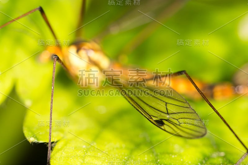 蚊子的翅膀。关闭