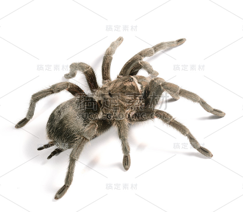 分离出黑狼蛛Grammostola pulchra