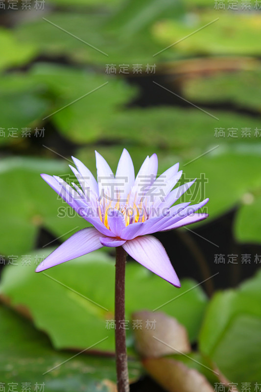 水生植物睡莲，新加坡