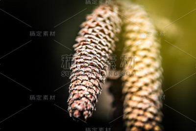 开花的桦树