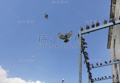 鸽子在伊米诺努/伊斯坦布尔Yeni清真寺前飞翔