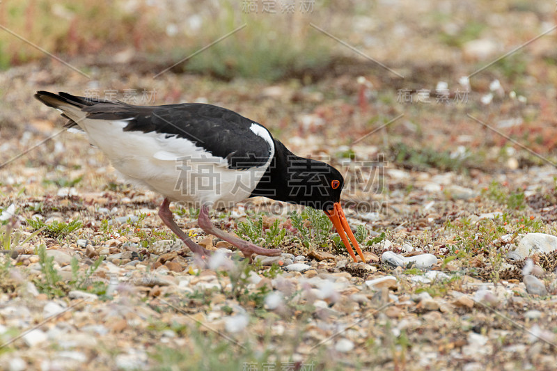 ostralegus Haematopus，也被称为海滩上的蛎鹬