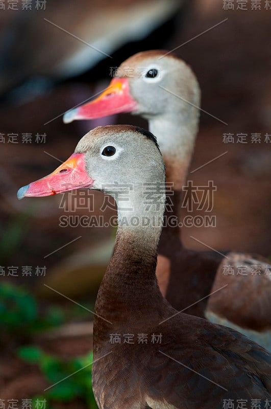 黑腹吹口哨鸭子