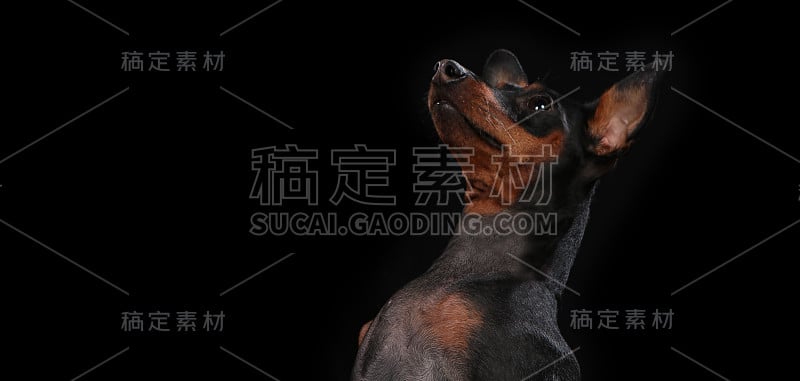 小狗、小狗、玩具小猎犬的肖像放在木板前的黑色背景上