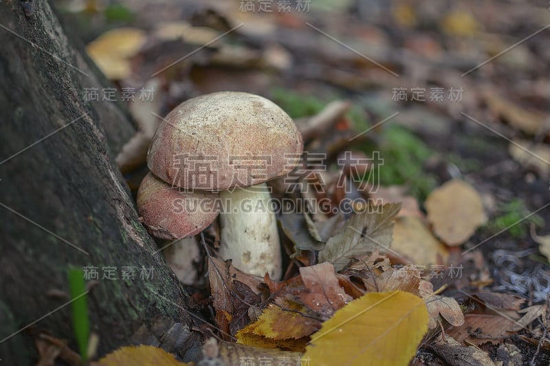 牛肝菌属菌类蘑菇