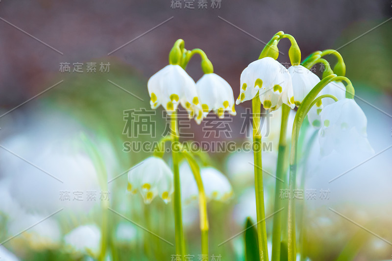 林中空地上盛开着洁白的雪花